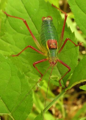 Barbitistes serricauda